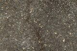 Polished Dinosaur Bone (Gembone) Section - Morocco #349667-1